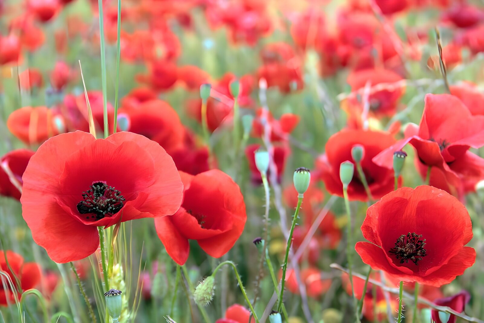 TPDE90822: das leuchtende Rot von Klatschmohn verziert die Felder und Wiesen