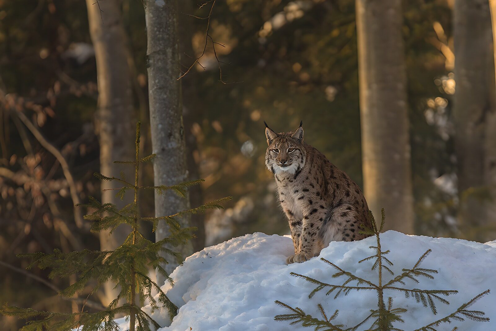TPDE71154: Luchs im Schnee