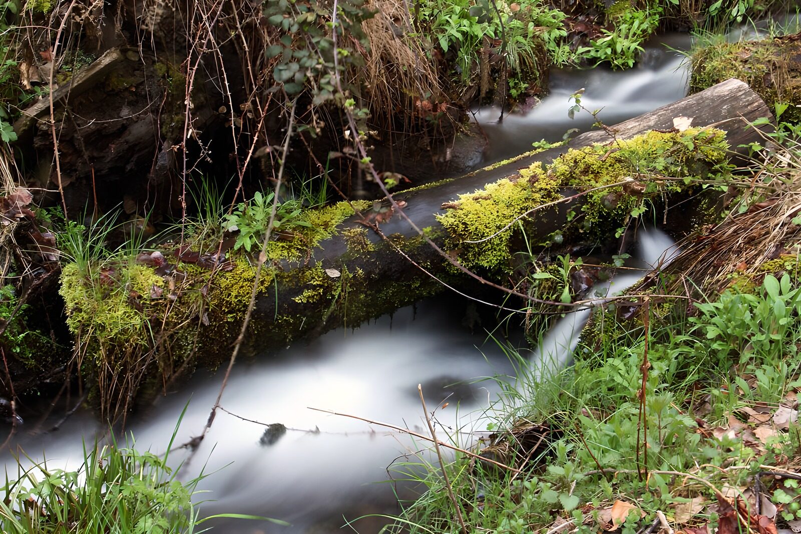 TPDE85515: Das Wasser der Stromschnellen rast unter einem Baumstamm weiter