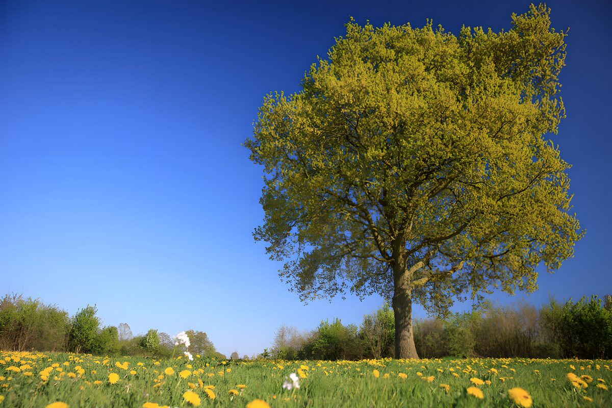 TPDE87562: Grüner Baum im blühenden Feld