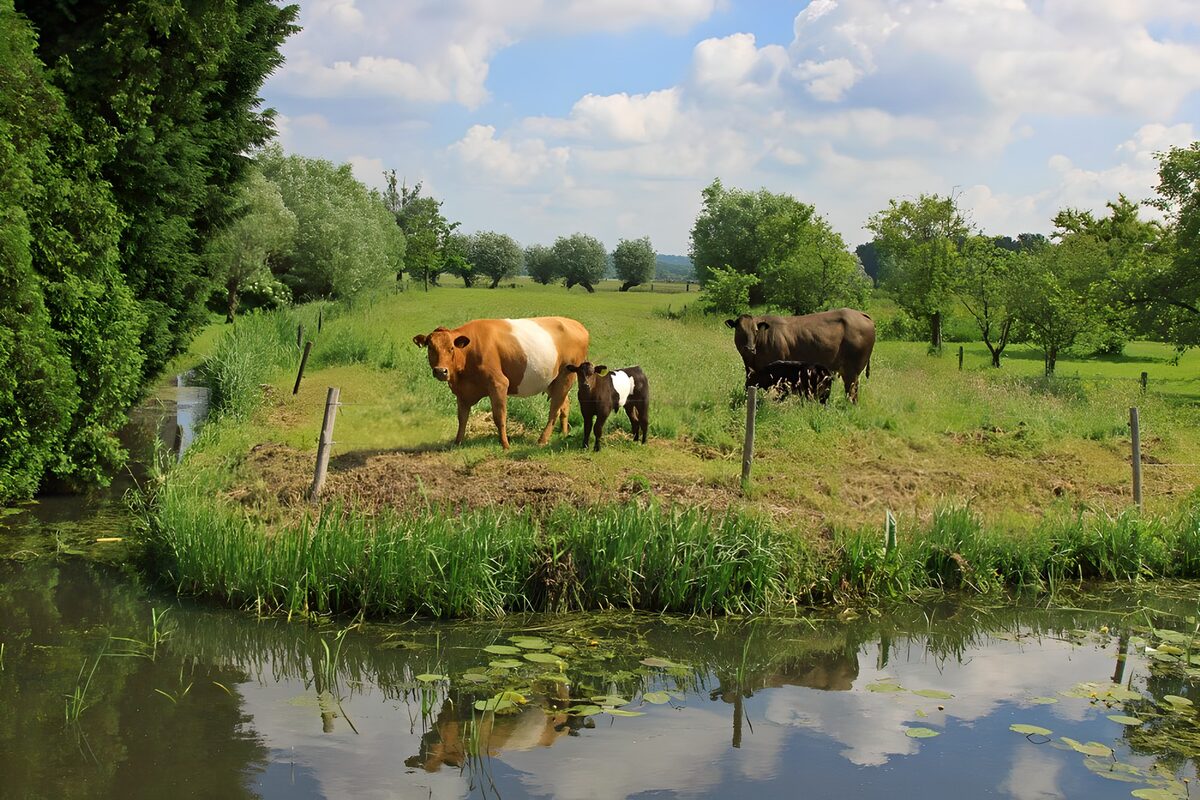 bunte Kühe in einer Weide an einem Graben