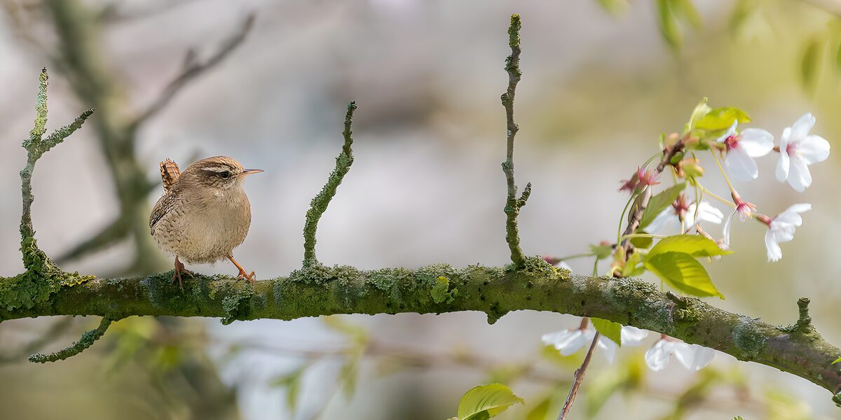 Kleiner Vogel auf blühendem Ast