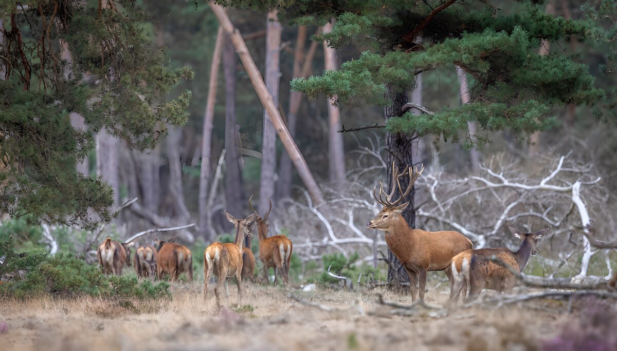TPDE47938: Hirschherde im Wald