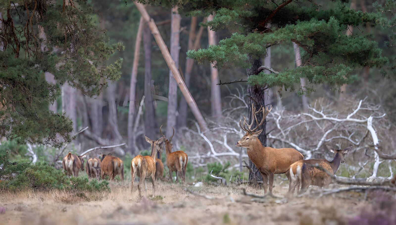 TPDE47938: Hirschherde im Wald
