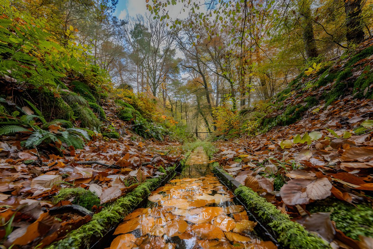 TPDE57518: Herbstliche Waldlandschaft mit Wasserlauf