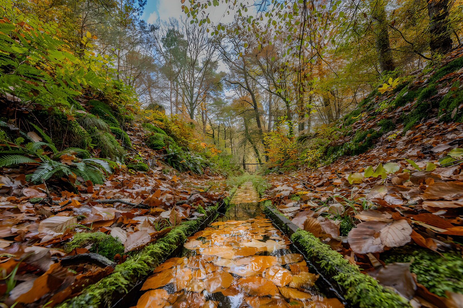 TPDE57518: Herbstliche Waldlandschaft mit Wasserlauf