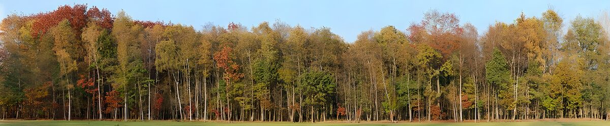 Blick auf eine Wiese und einen Wald im Herbst