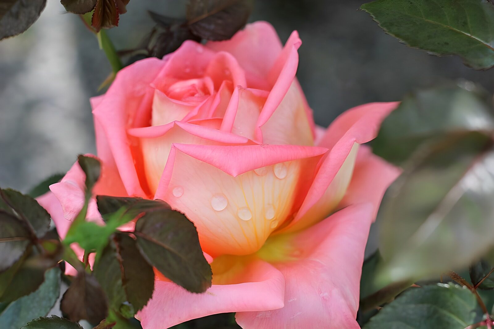 TPDE34143: Makroaufnahme einer rosaroten Rose