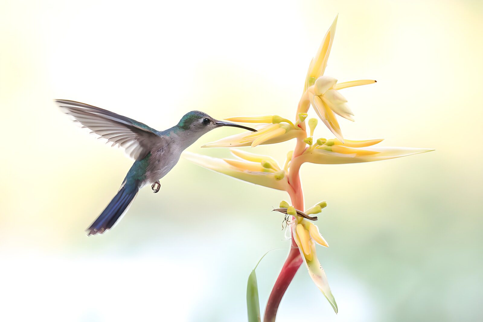 TPDE88955: Kolibri im Flug zu einer Blüte