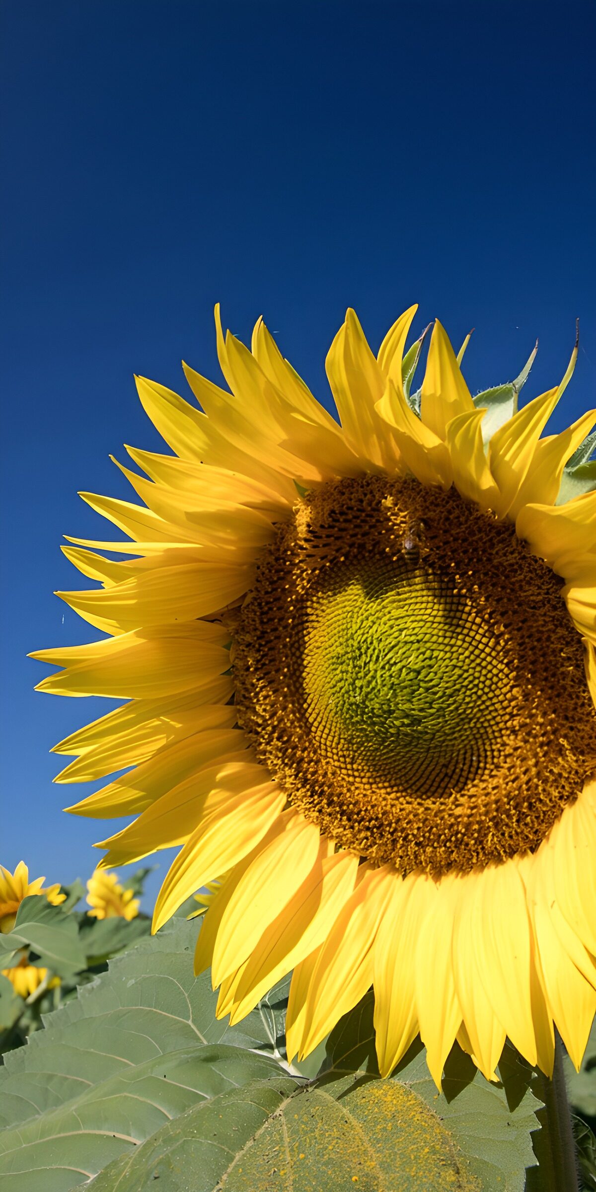 TPDE91940: Sonnenblume im Sonnenlicht