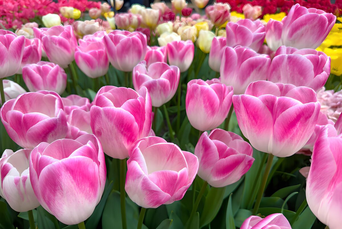 Elegante rosa Tulpenblüten im Frühling