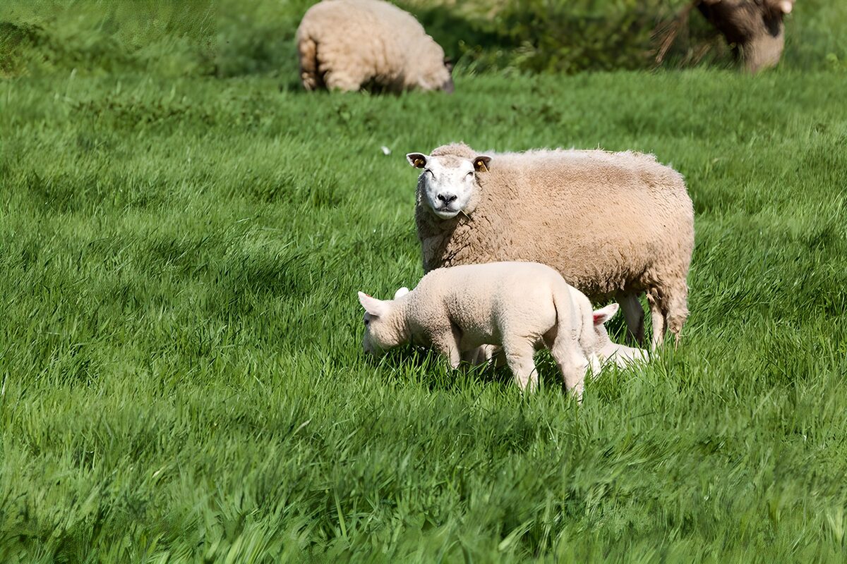 Mutterschaf mit ihren Neugeborenen