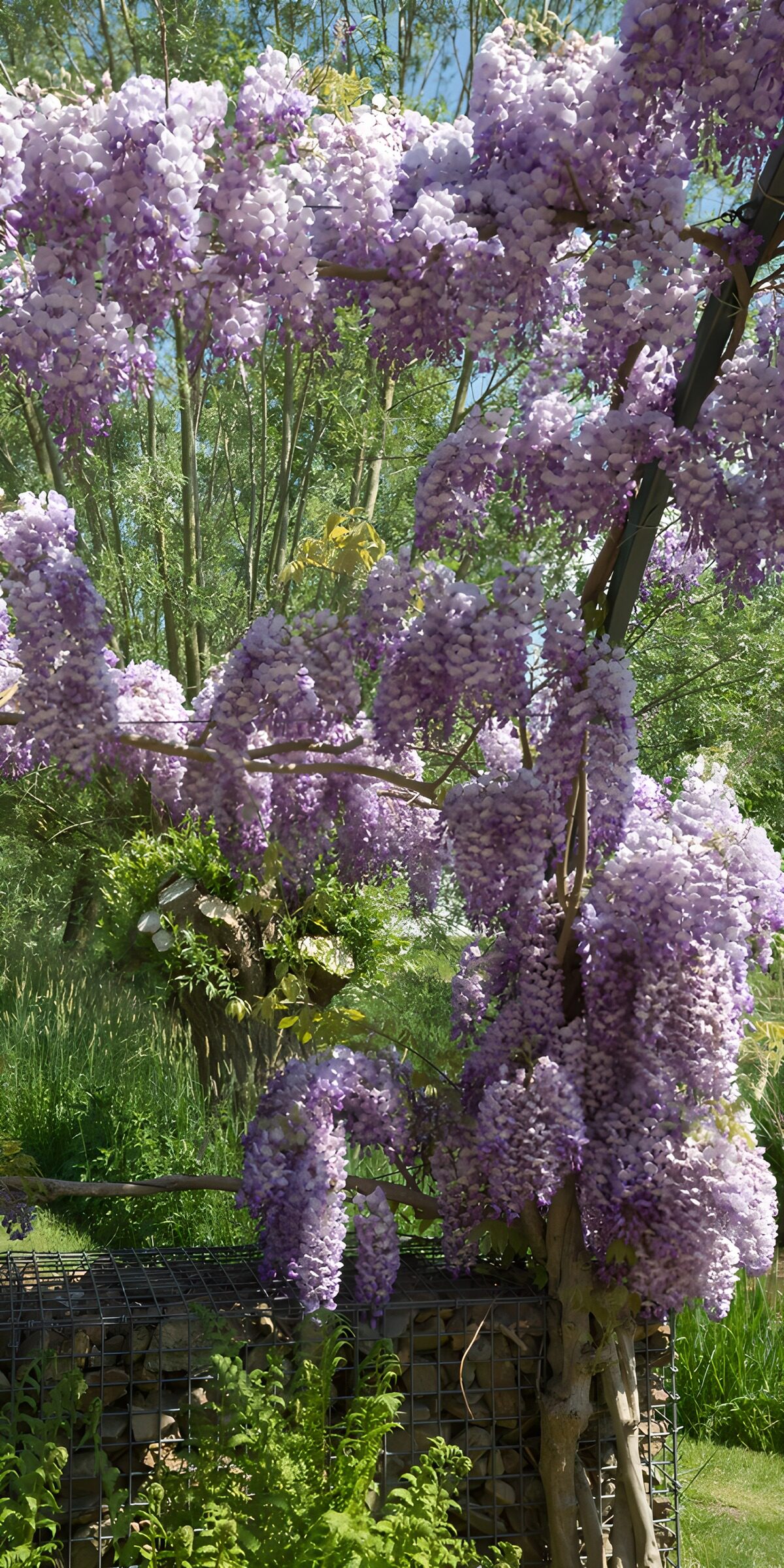 TPDE86286: Schöne Glyzinienblüten im Frühling