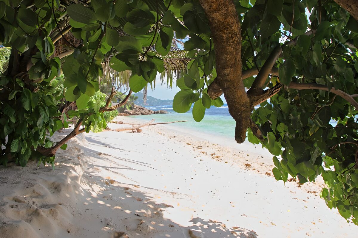 TPDE35351: tropische Vegetation über einer schattige Stelle an einem Strand