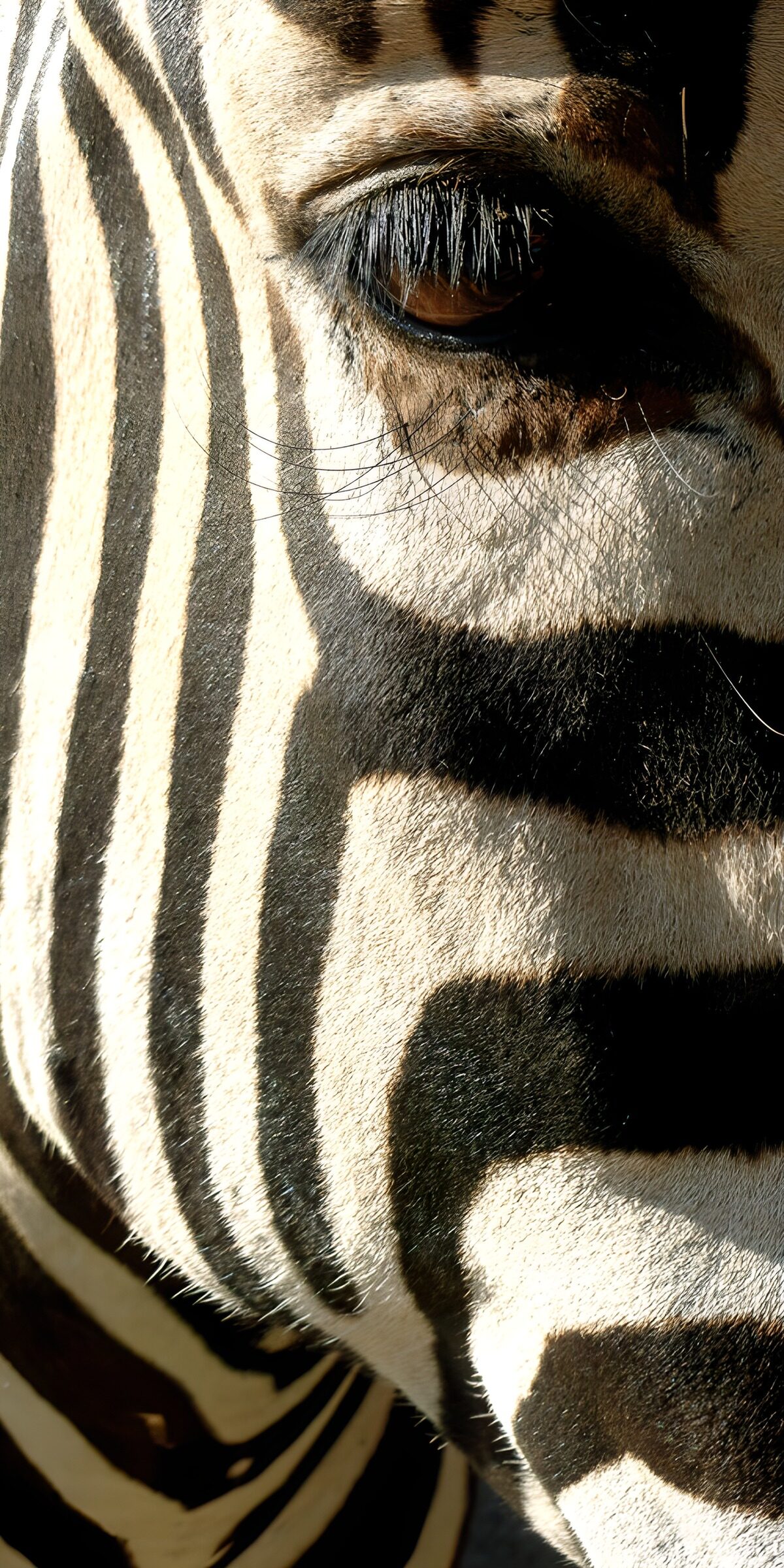 TPDE45334: Nahaufnahme eines Zebras