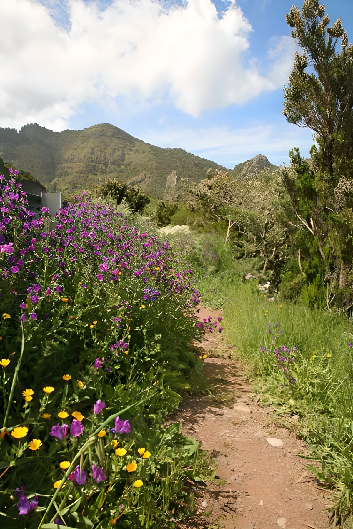 TPDE81795: gelbe und blaue Blüten entlang Wanderweg au La Gomera 23