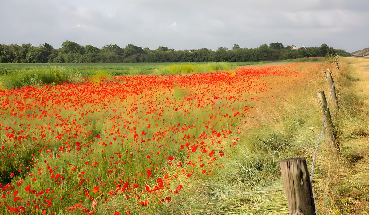 TPDE37009: Blühendes Mohnfeld im Sommer
