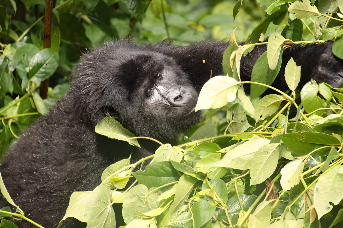 TPDE51762: Schüchternes Gorilla im Blattwerk