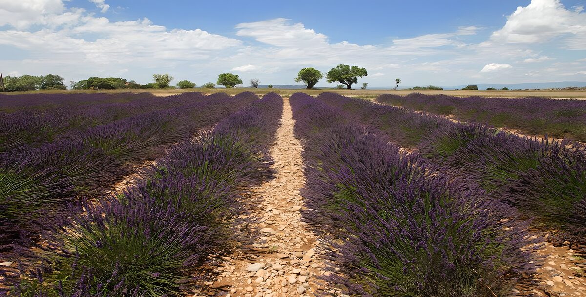 TPDE61170: die wunderschöne Lilafarbe von Lavendel prägt die Landschaft in der Provence