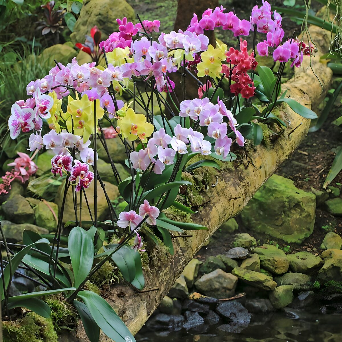 TPDE21242: Orchideen auf eienm Baumstamm über einem Fluß