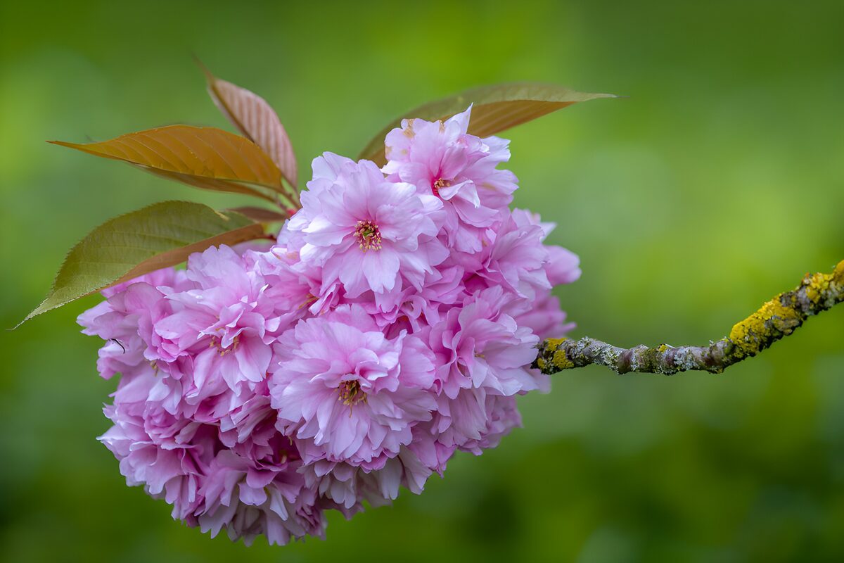 Blühende Kirschblüten im Frühjahr
