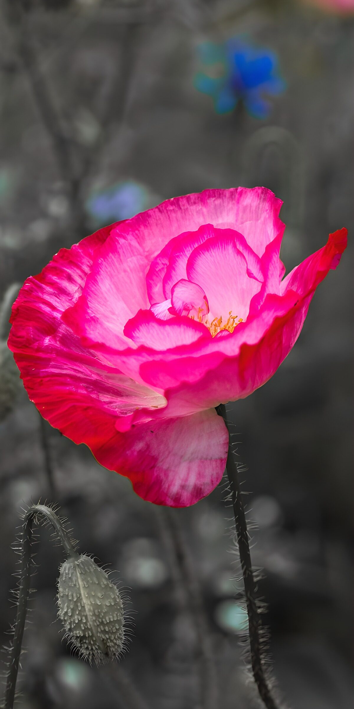 TPDE90469: Bunter Mohn in Schwarz-Weiß