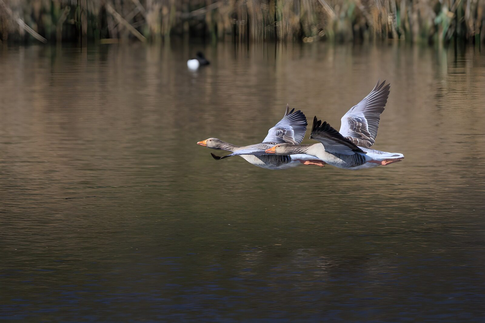 TPDE28422: Fliegende Gänse über ruhigem Wasser