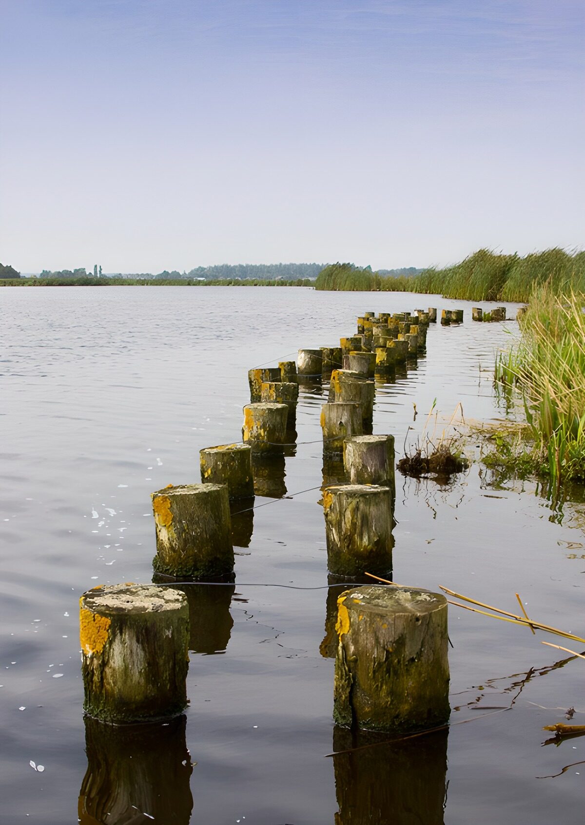 TPDE46076: Holzpfähle im ruhigen Wasser