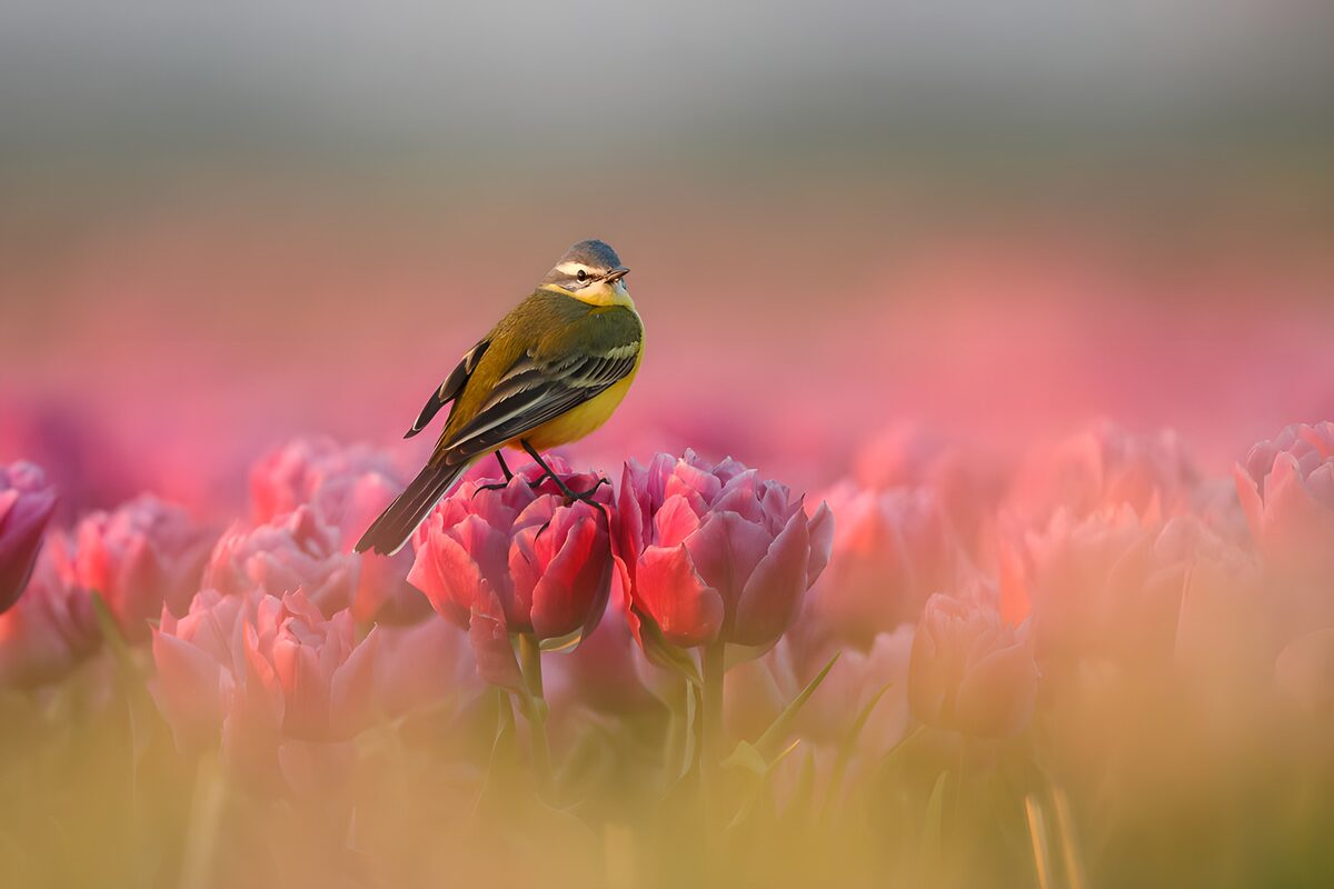 TPDE80246: Vogel zwischen bunten Tulpen