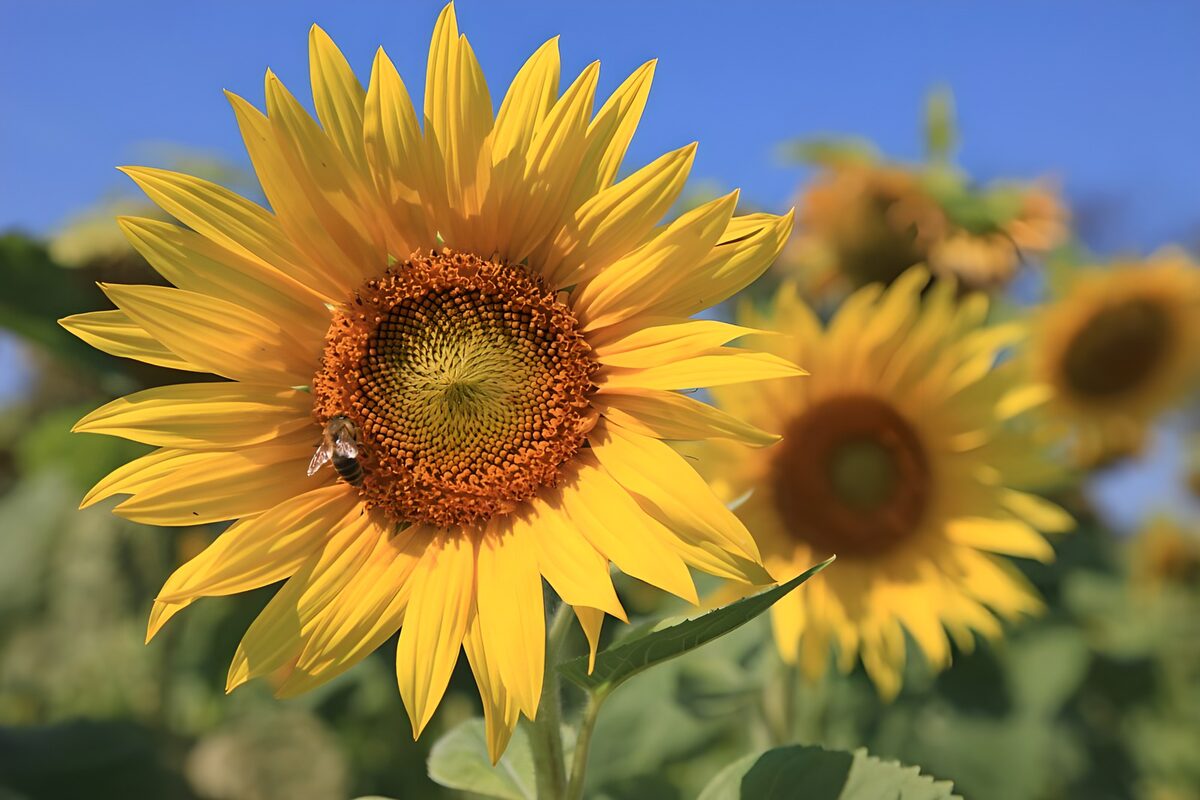TPDE46035: eine Biene auf einer Sonnenblume