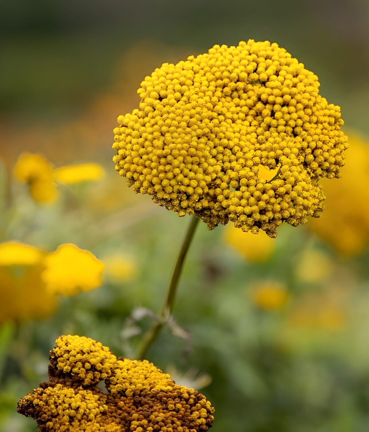TPDE98618: Gelbe Blüten in voller Blüte