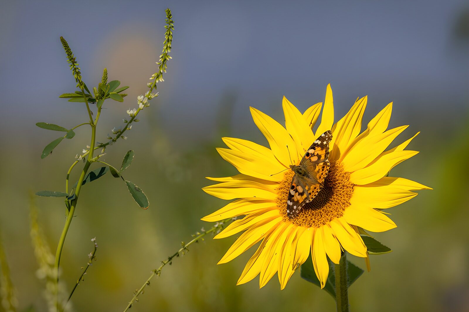 TPDE83499: Schmetterling auf Sonnenblume