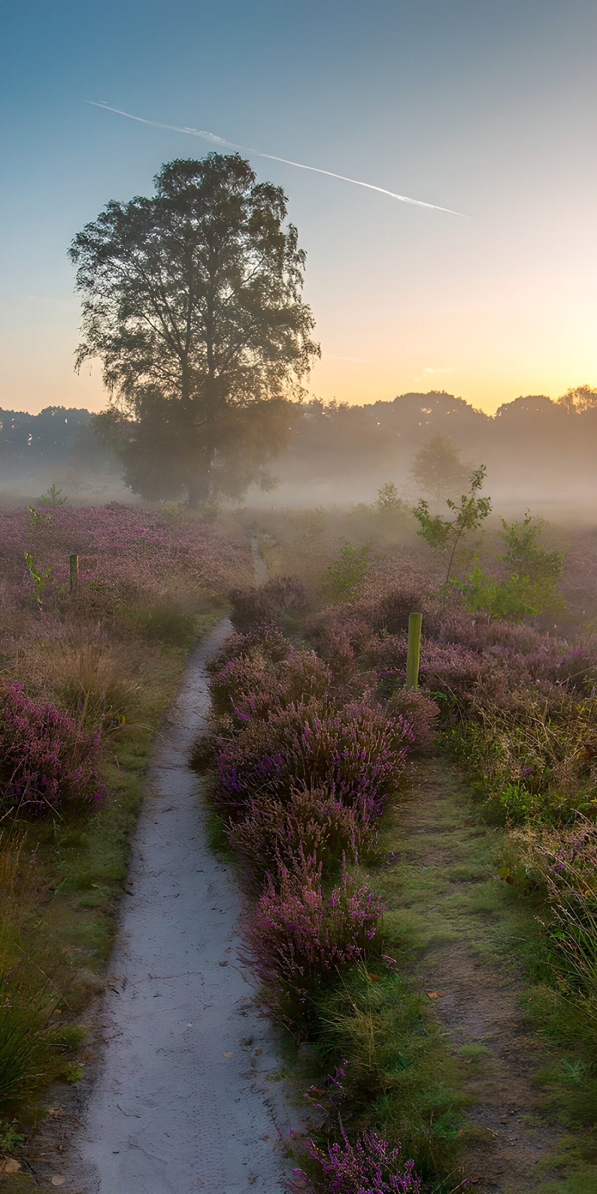 TPDE47849: Mystische Morgenstimmung im Heidefeld