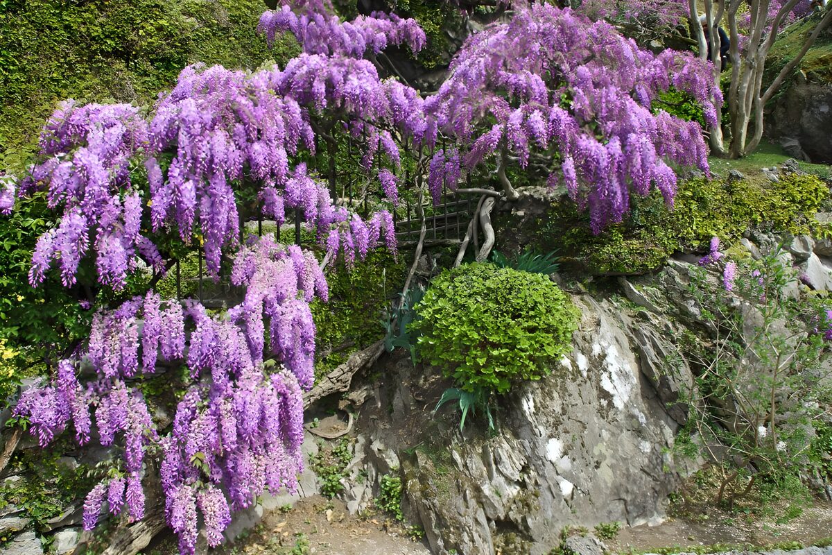 TPDE25177: Felsen mit Blauregen