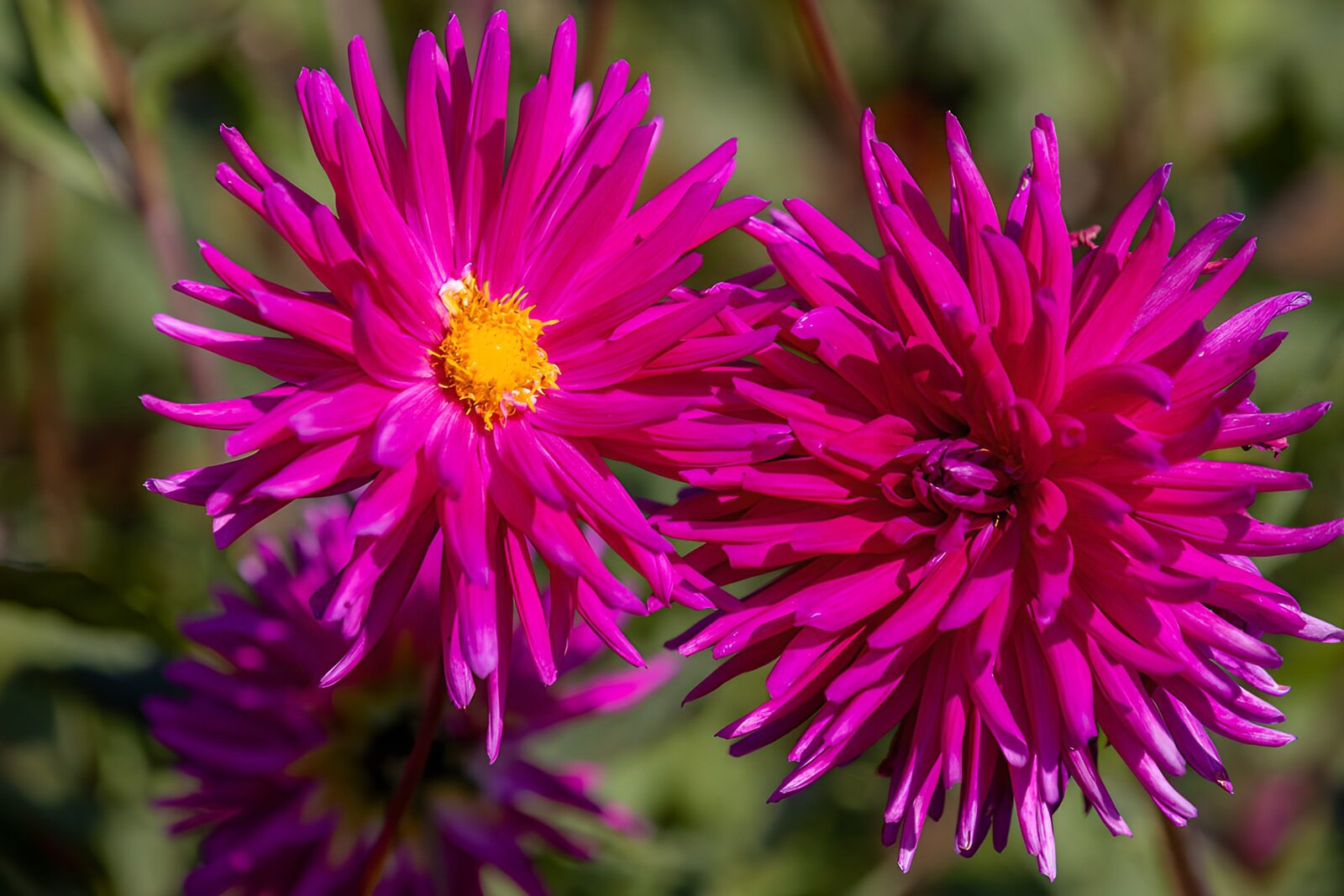 TPDE14387: Strahlende Pinke Asternblüten