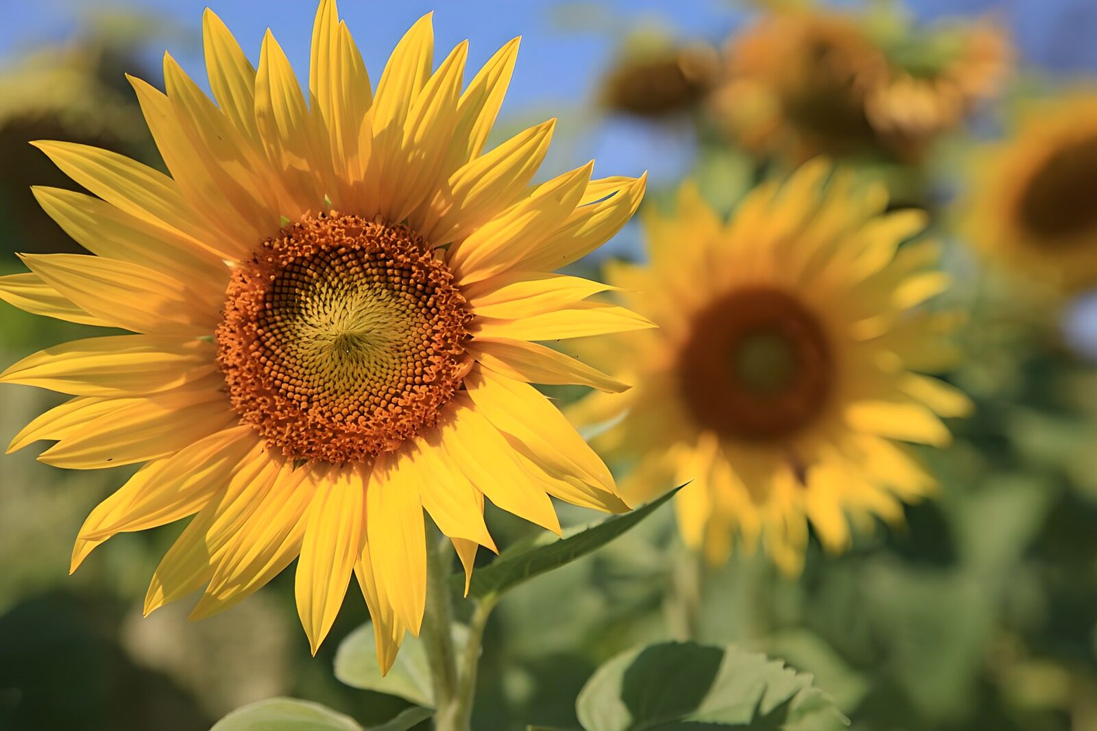 TPDE28602: mehrere Sonnenblumen beisammen