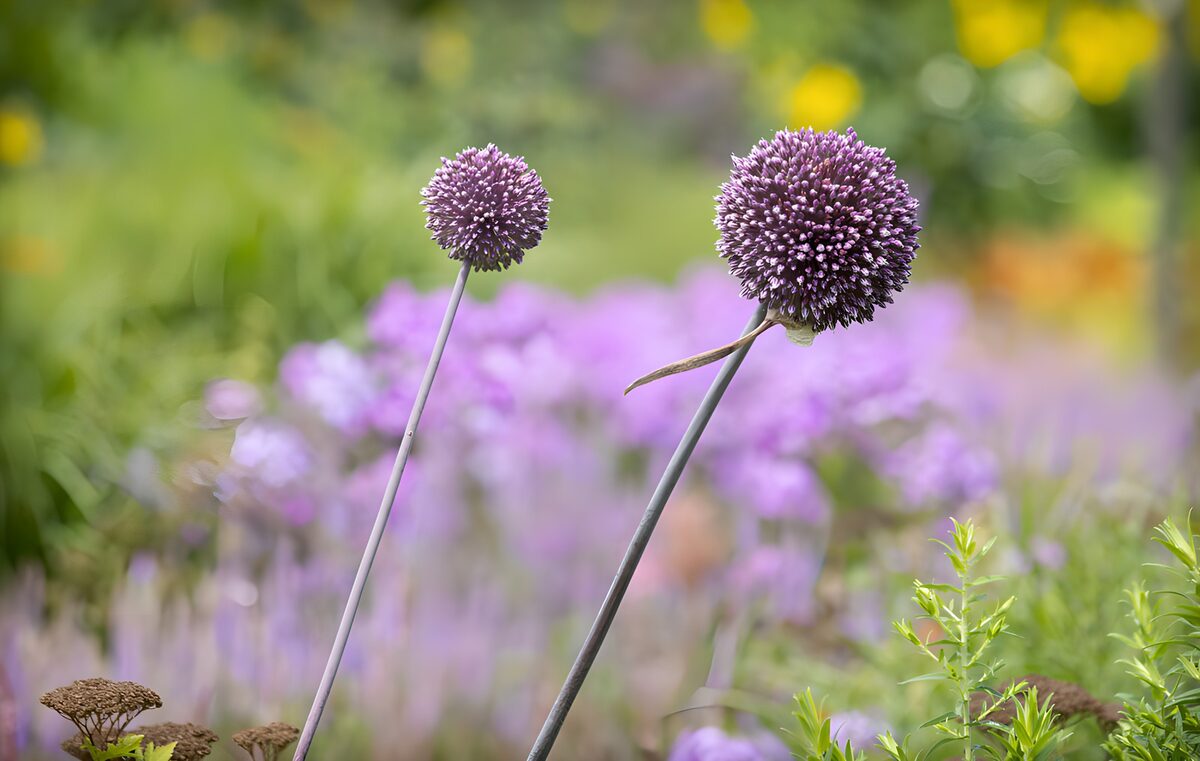 TPDE59305: Zierliche Alliumblüten im Garten