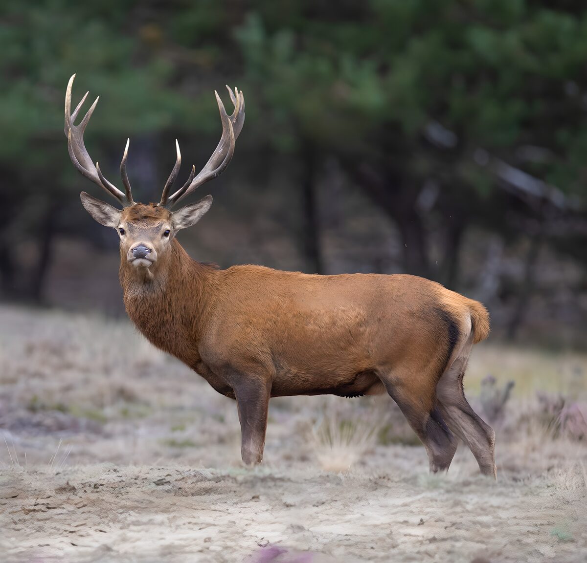 TPDE69686: Rothirsch in der Natur