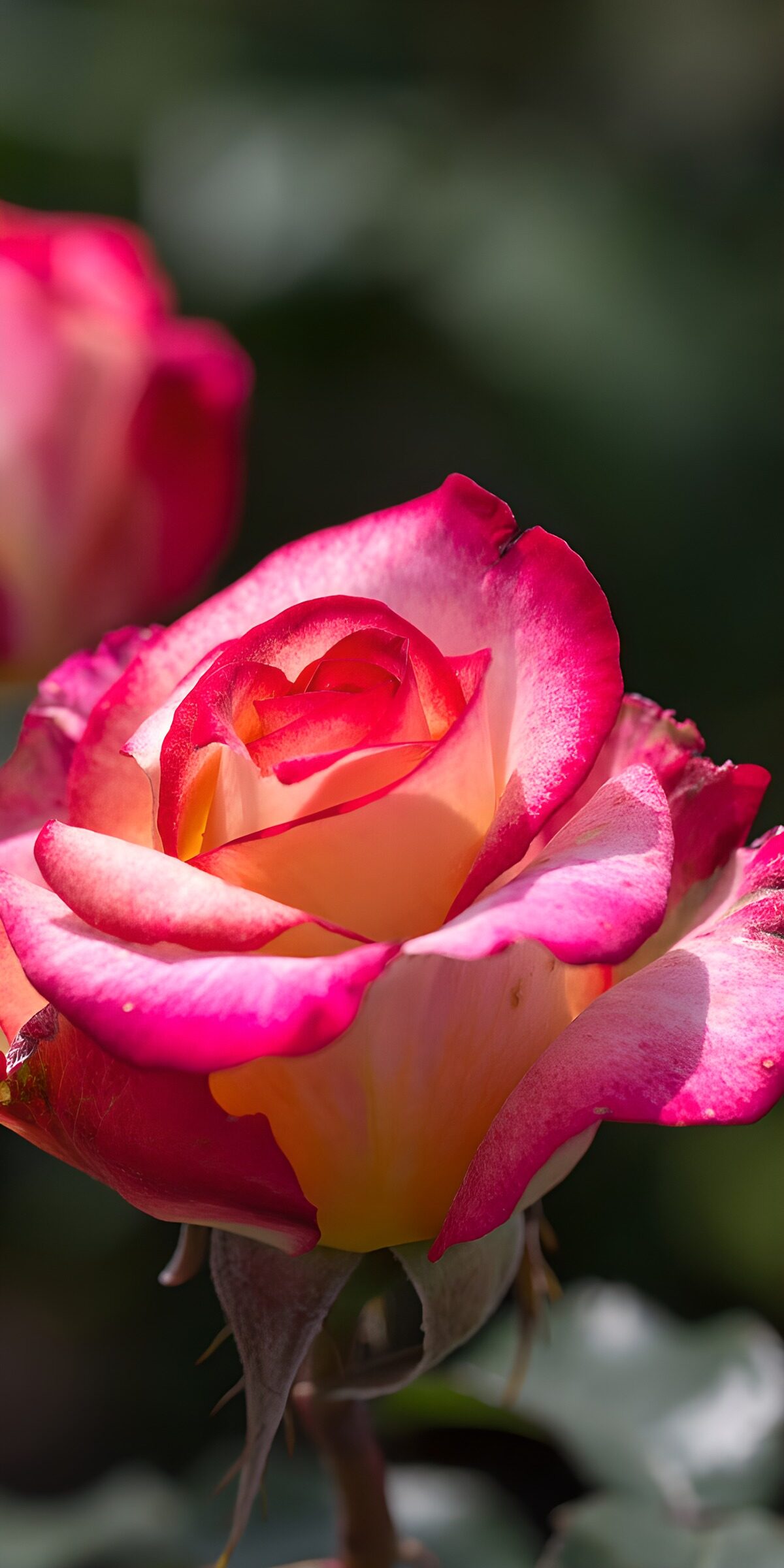 TPDE61184: Schöne rosa Rose im Garten