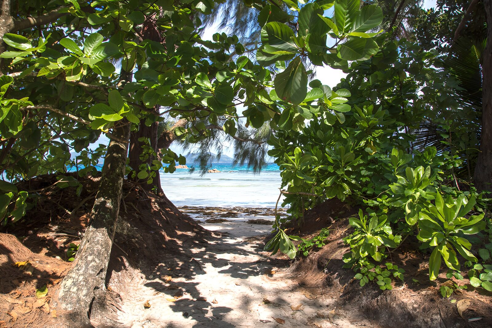 TPDE65893: Weg zum Strand im Paradies