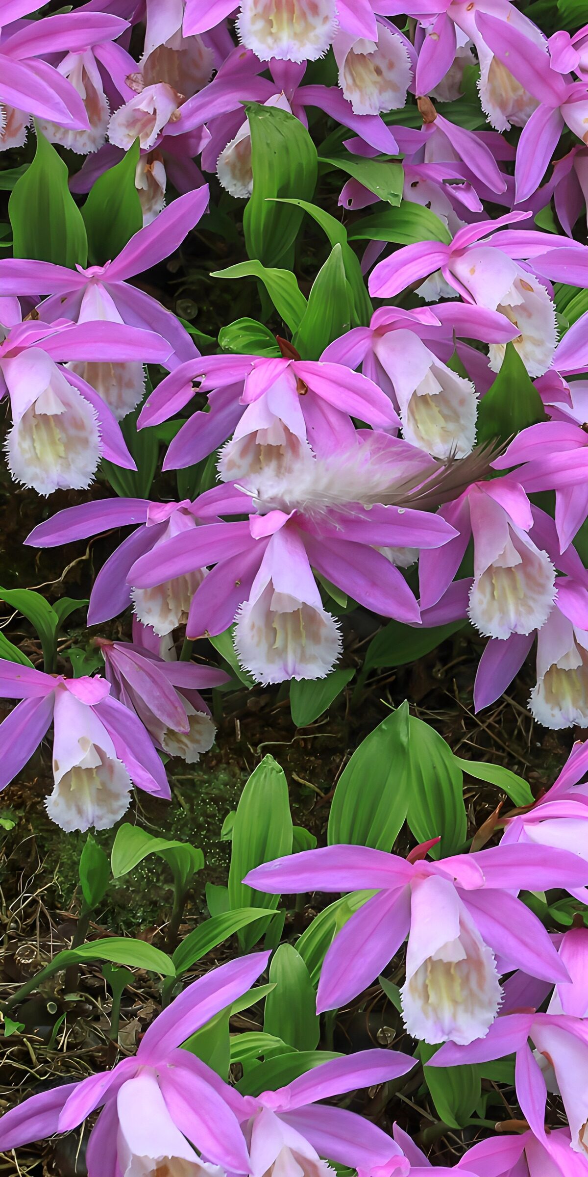TPDE78650: Wunderschöne pinke Orchideenblüten