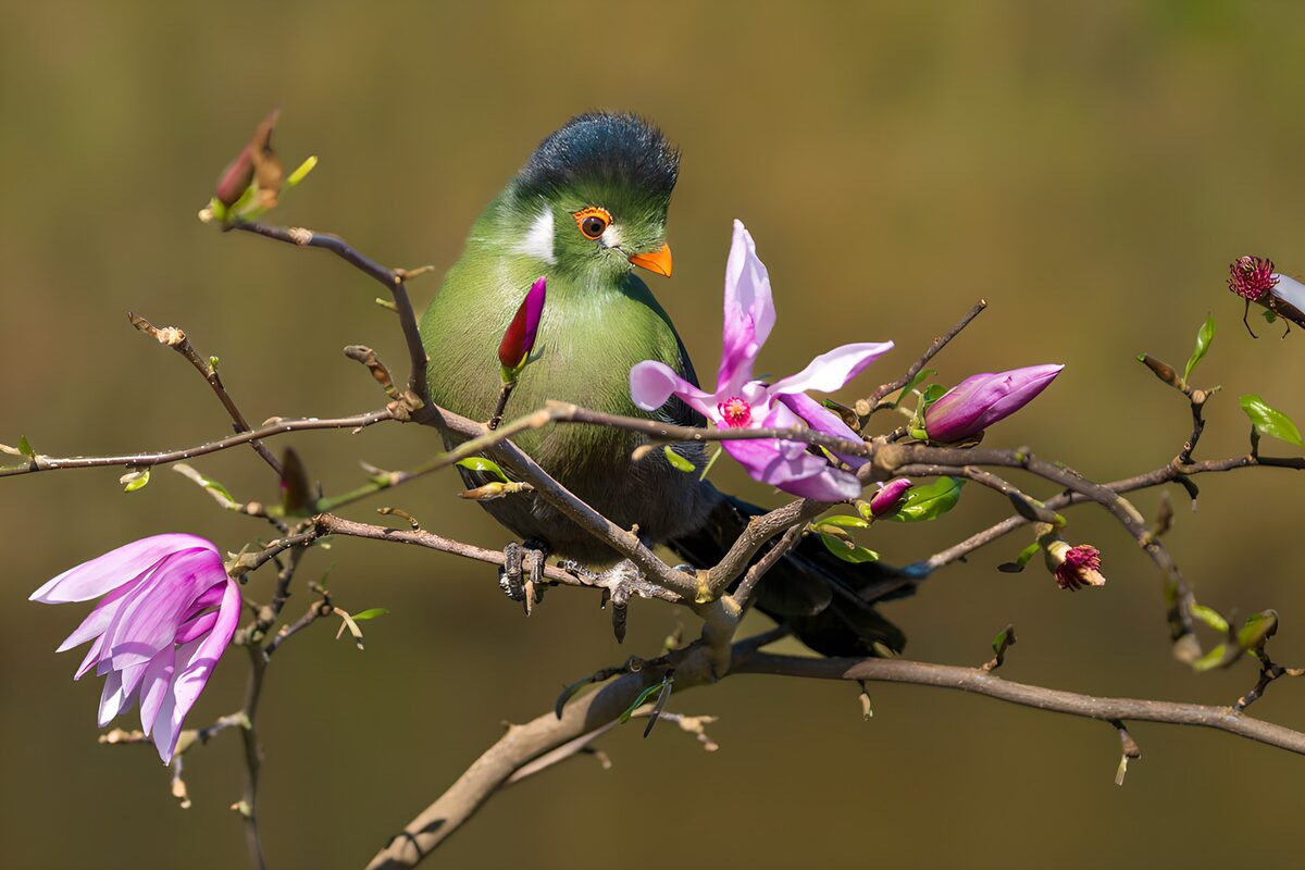 TPDE45795: Buntvogel auf Magnolienzweig