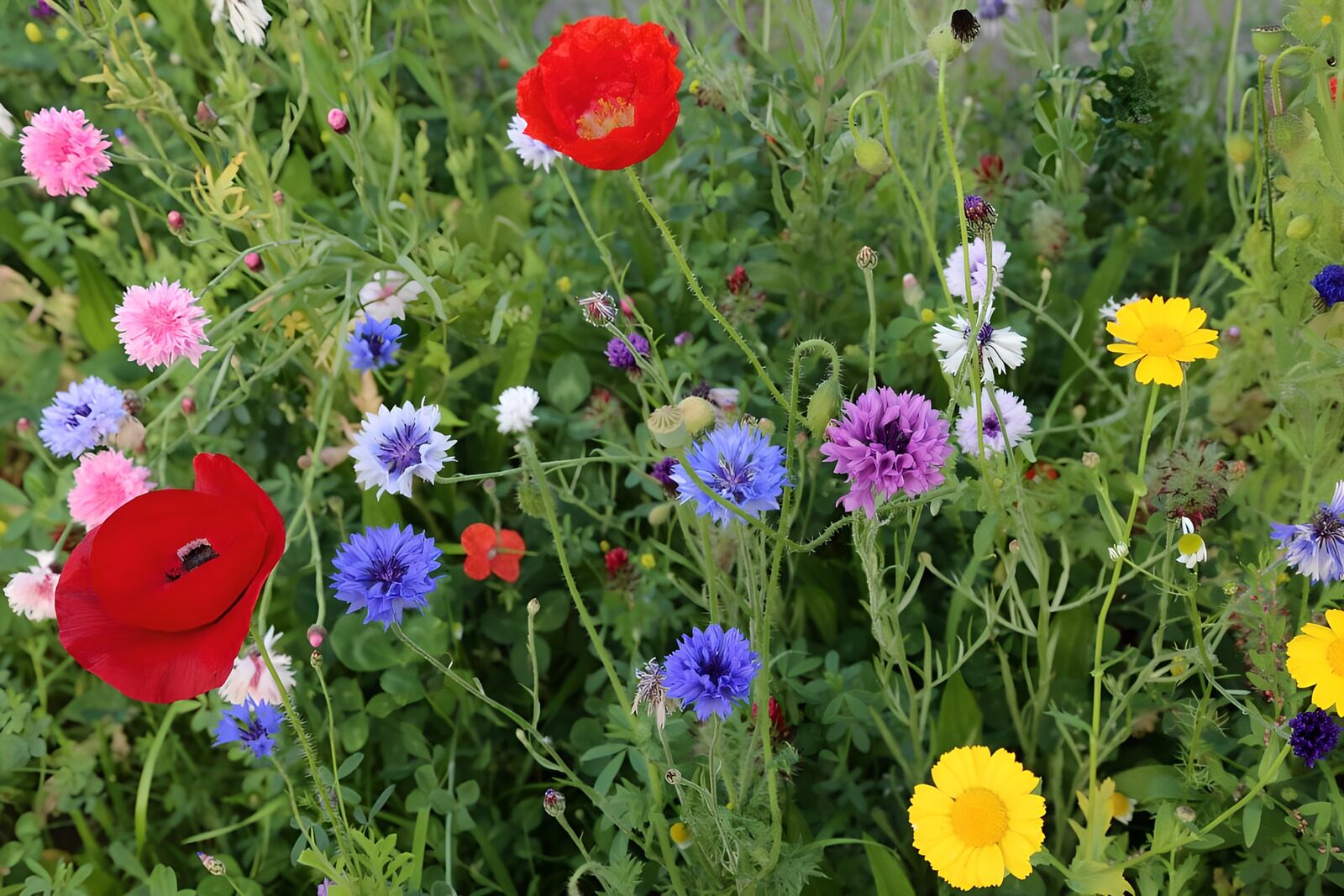 TPDE32616: Kornblumen, Klatschmohn, Löwenzahn und Feldmargariten