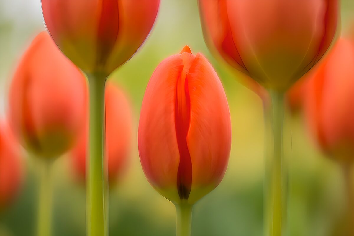 Strahlende rote Tulpen im Frühling