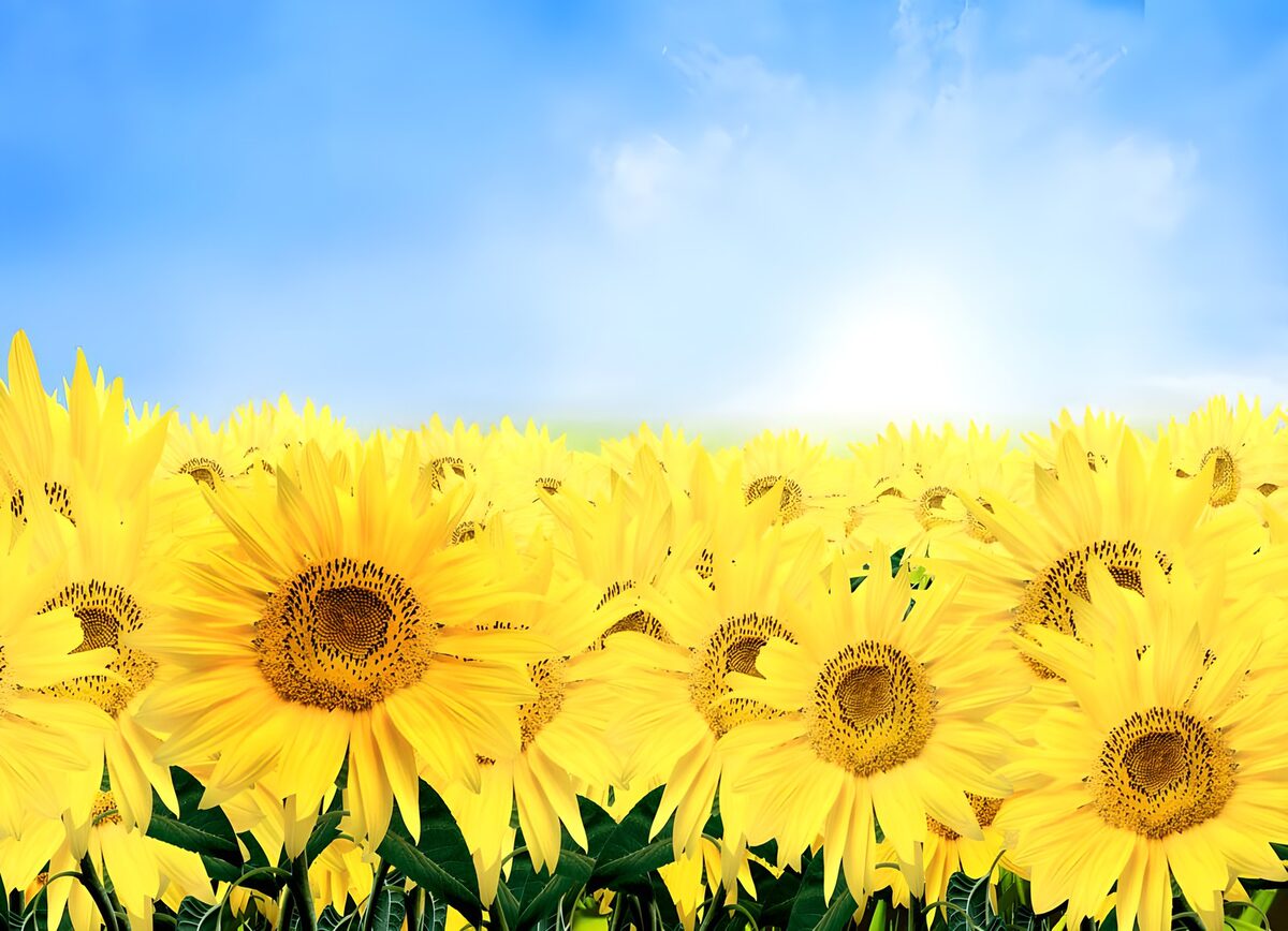 TPDE50087: mehrere Zonnenblumen in einem Feld unter blauem Himmel