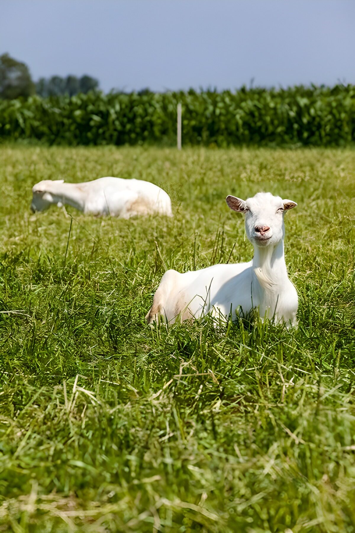 TPDE62258: 2 Ziegen liegen im Gras