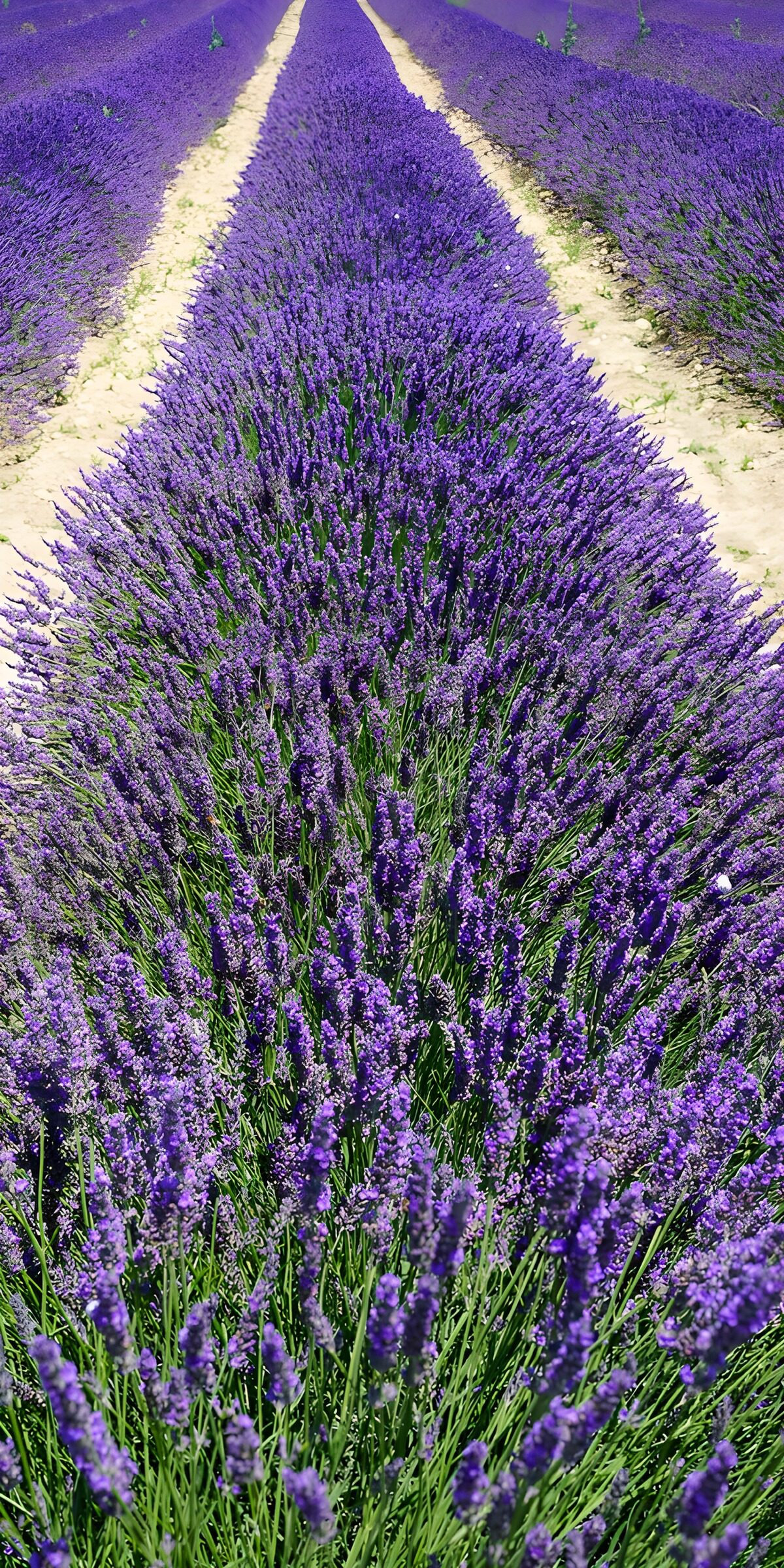 TPDE49358: Lavendelfelder in voller Blüte