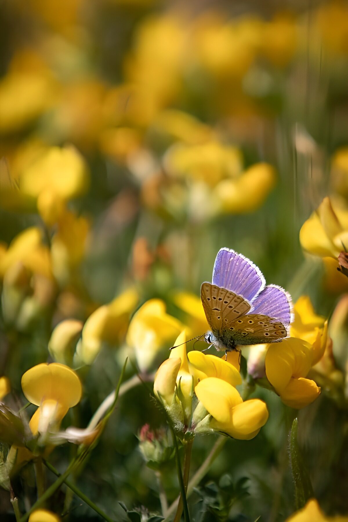 TPDE12499: Schmetterling auf gelben Blumen