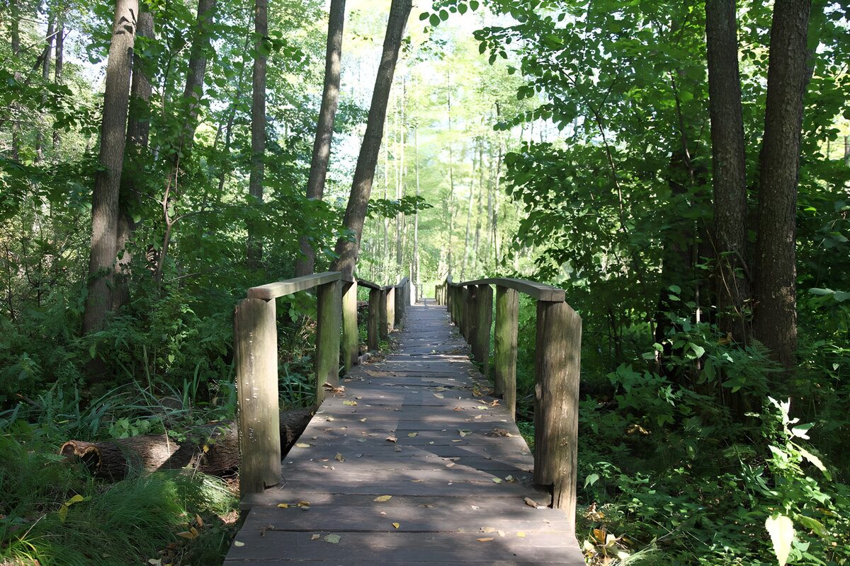 TPDE82425: Holzbrücke über einen Bach im Wald