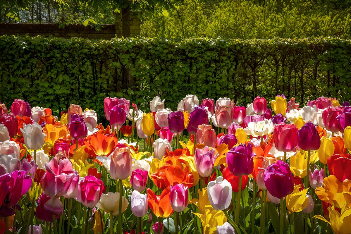 TPDE24795: Farbenfrohe Tulpen im Frühling